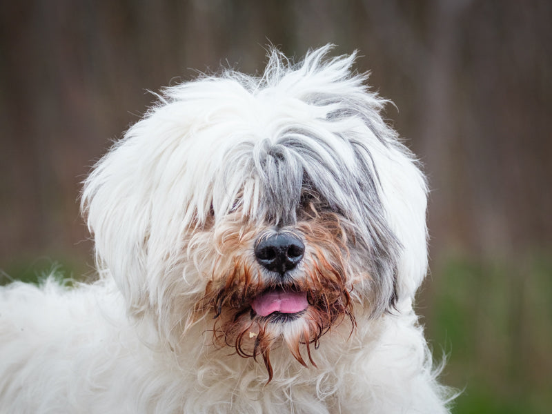 Bilou Shih Tzu Available for Adoption Animatch