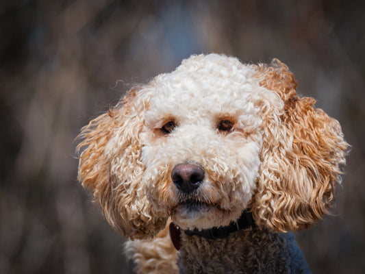 Bingo (25041) a Caniche royal Adopté on 17 May 2025