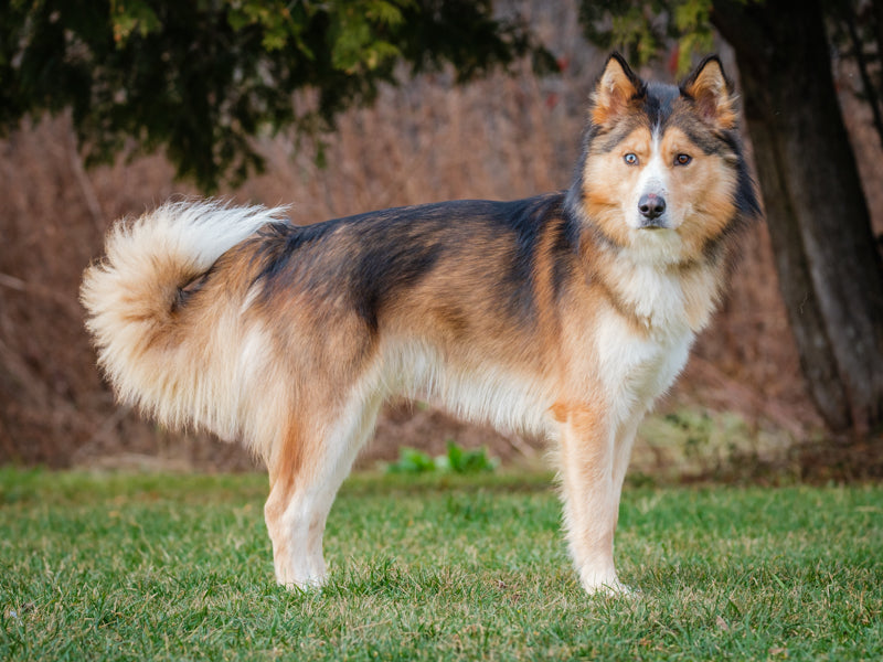 Animatch Bishop – Animatch.ca Dog Adoption