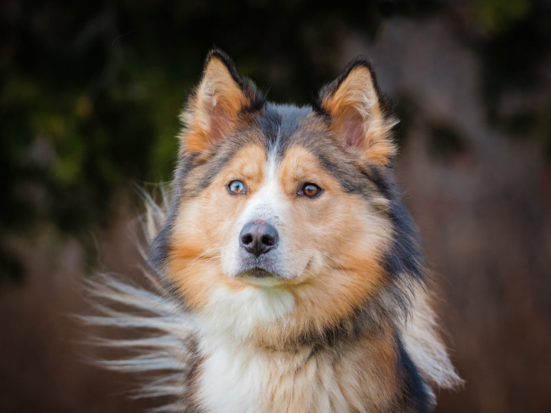Animatch Bishop – Animatch.ca Dog Adoption