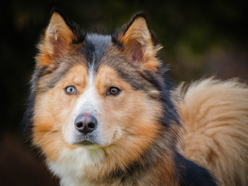 Bishop All Canadian Available for Adoption Animatch