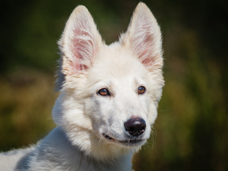 Blanche Shepherd-x Available for Adoption Animatch