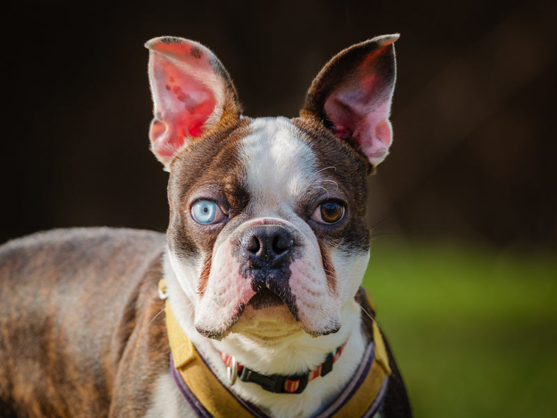 Blue Boston Terrier Adopted Animatch