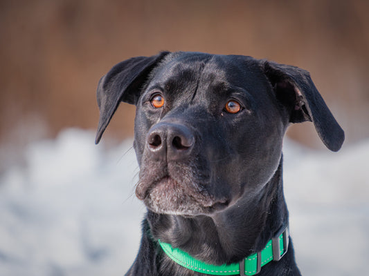 Blue (26023) a Labrador-x Adopté on  6 March 2026