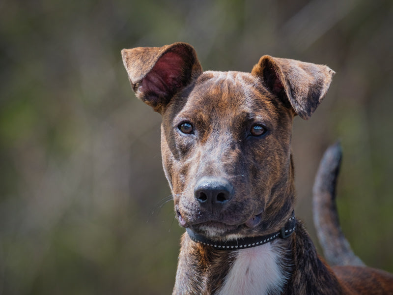 Bob Mixed breed (Hawaii) Available for Adoption Animatch