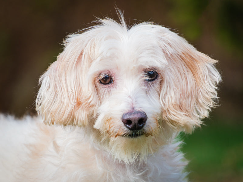 Bobo Poodle-x Available for Adoption Animatch