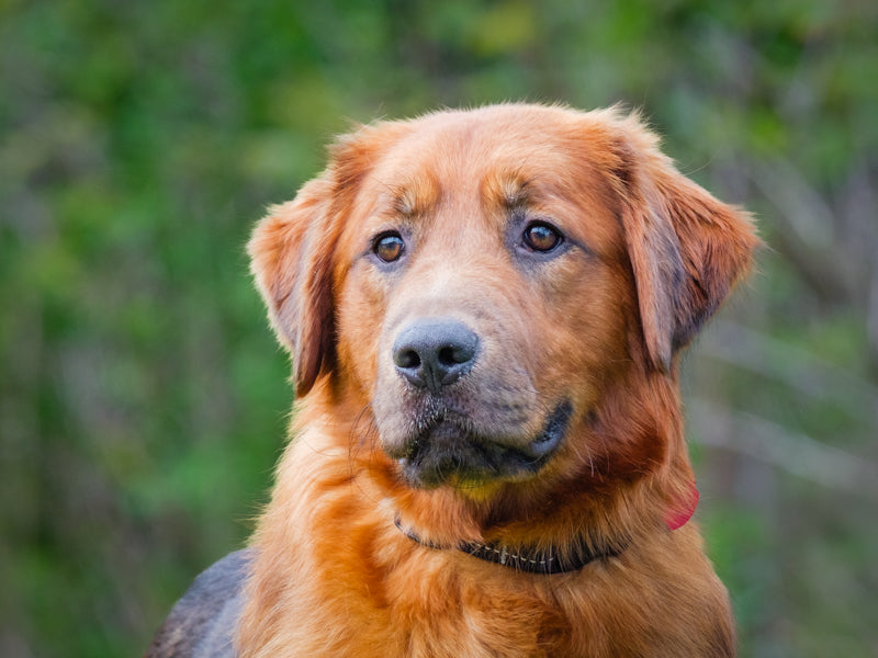 Bok Choy Golden Retriever-x Available for Adoption Animatch