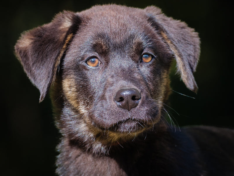 Bones Labrador-x Adopted Animatch