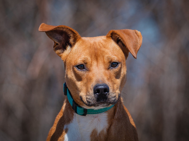 Bonnie Terrier-x Available for Adoption Animatch