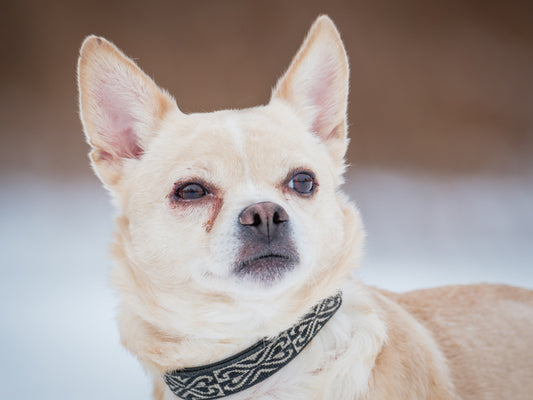 Boston (25009) a Chihuahua x Carlin Adopté on 15 February 2025
