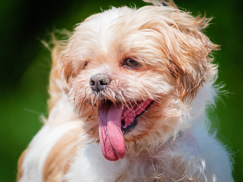 Bouboule Shih Tzu Available for Adoption Animatch