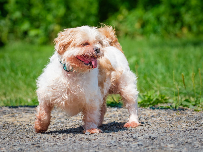    Animatch