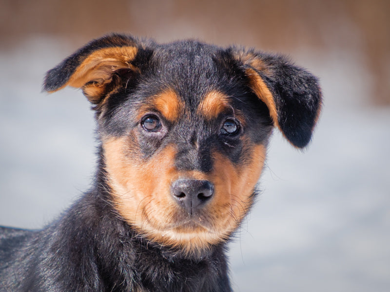 Bow Lab-x Available for Adoption Animatch