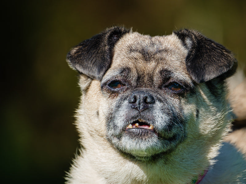 Briella Pug-x Available for Adoption Animatch