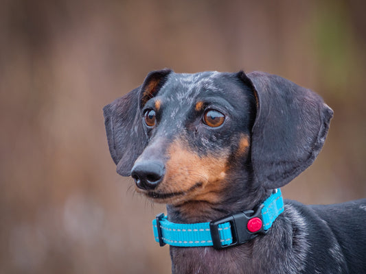 Bruno (25237) a Teckel miniature Adopté on  3 December 2025