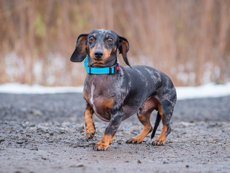 Animatch Bruno – Animatch.ca Dog Adoption