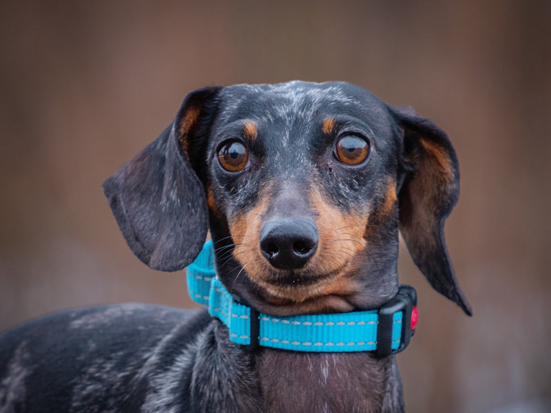 Animatch Bruno – Animatch.ca Dog Adoption