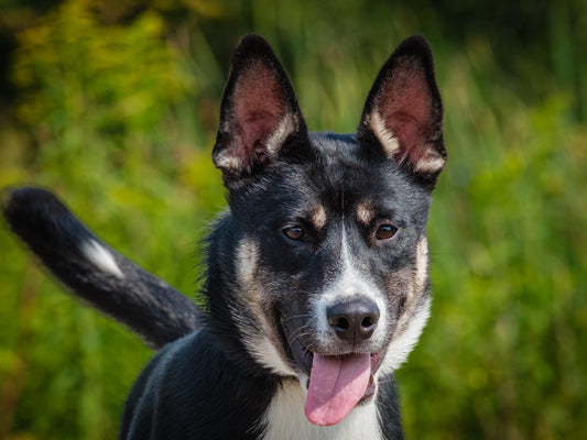 Brutus (25132) a Husky-x Adopté on 27 August 2025