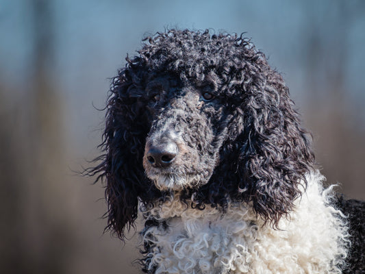 Bryan (25039) a Caniche standard Adopté on 24 April 2025