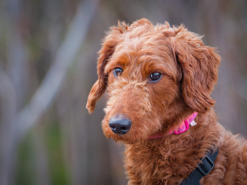 Bumble Bee Standard Poodle Available for Adoption Animatch