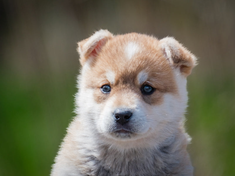 Peanut Shepherd x Husky Adopted Animatch