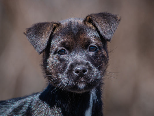 Butterfinger (25068) a Labrador x Berger Adopté on  7 June 2025