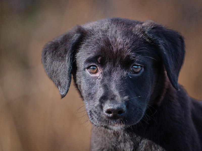 Butterscotch Labrador REtriever Adopted Animatch