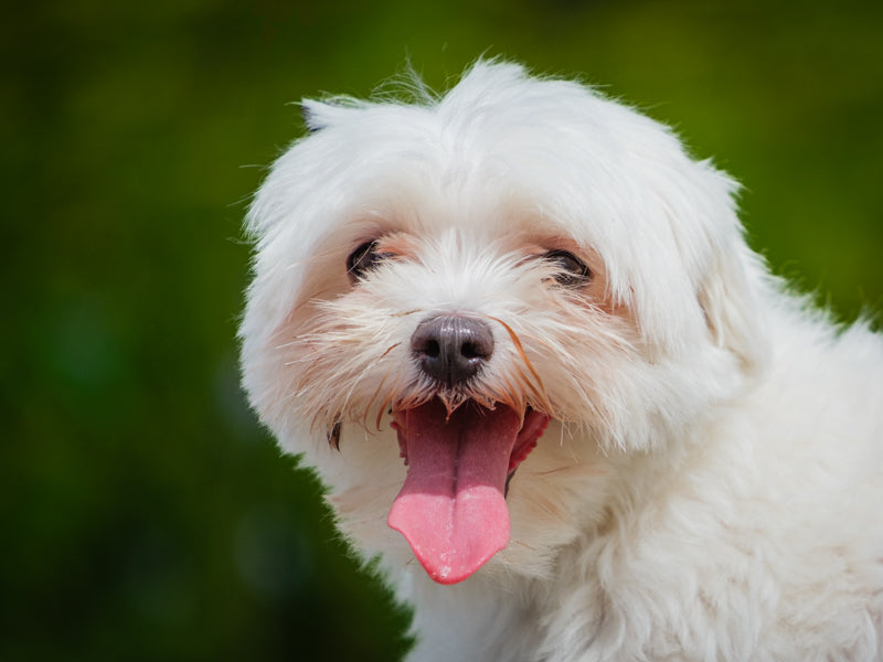 Buttons Maltese Adopted Animatch