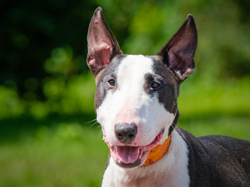 Buzzer Bull Terrier Available for Adoption Animatch