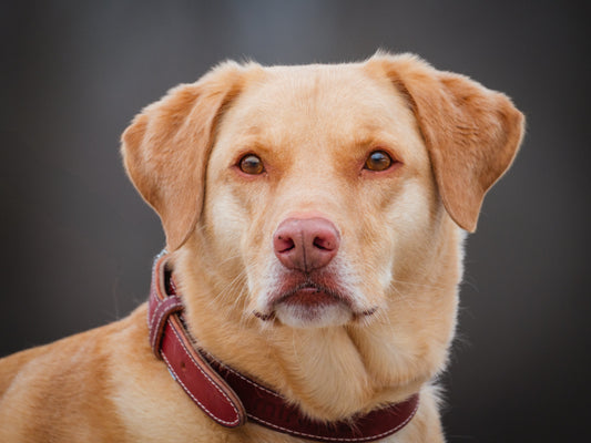 Byron (25036) a Labrador Adopté on 16 April 2025