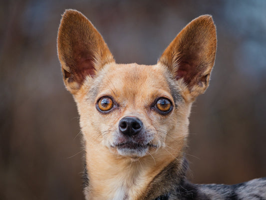 Cachou (25230) a Chihuahua Adopté on 28 November 2025