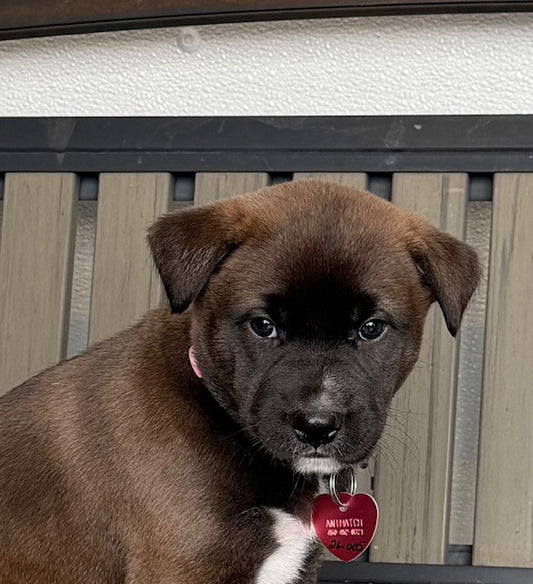 Cardin (26005) a Labrador croisé Boxer Adopté on 31 January 2026