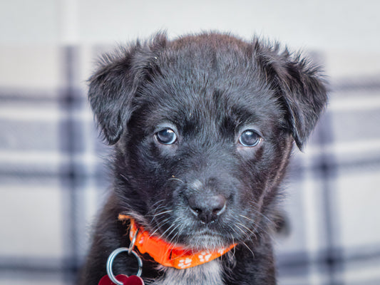 Carina (26031) a Labrador-x Adopté on 21 March 2026