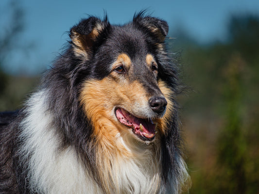 Carlie (25174) a Colley Adopté on  3 October 2025