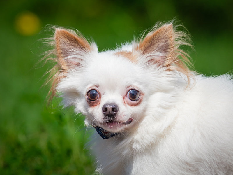 Carlito Chihuahua Available for Adoption Animatch