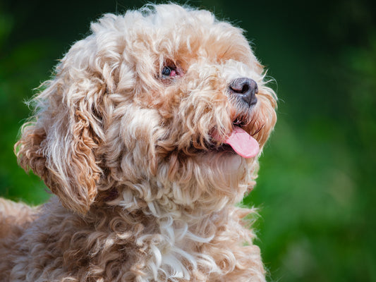 Cedez (25097) a Cockapoo Adopté on 29 June 2025