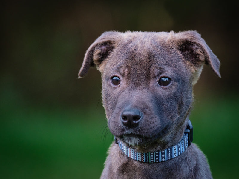 Chain Labrador x Disponible pour adoption Animatch