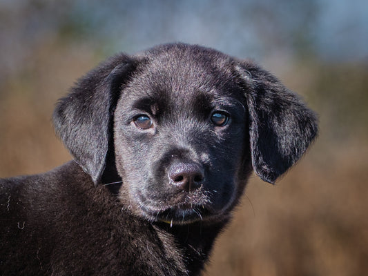 Chance (25224) a Labrador Adopté on 22 November 2025