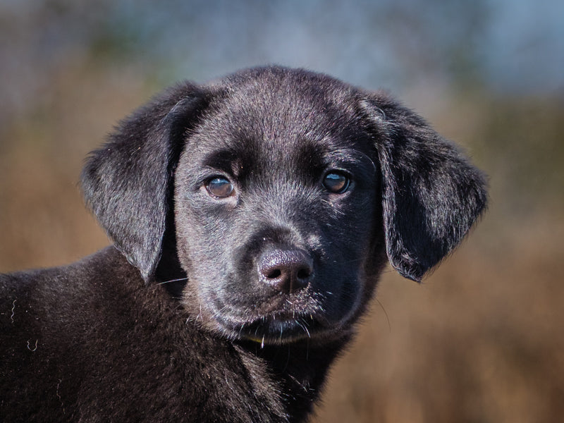 Chance Lab Available for Adoption Animatch