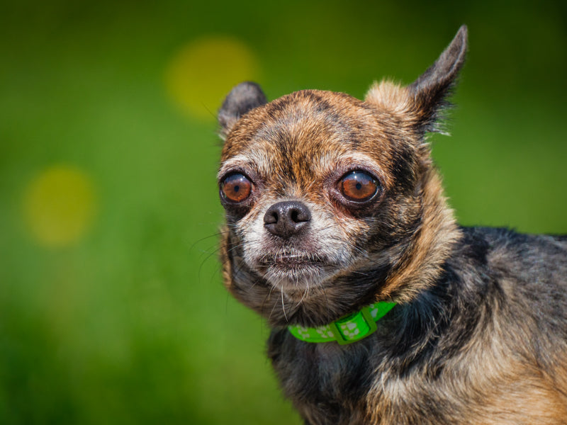 Chanel Chihuahua Adopted Animatch