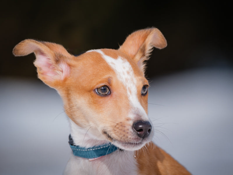 Chaos Sheltie x Aussie Available for Adoption Animatch