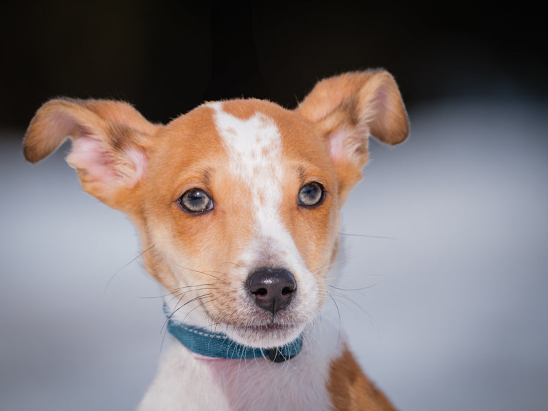 Chaos Sheltie x Aussie Available for Adoption Animatch