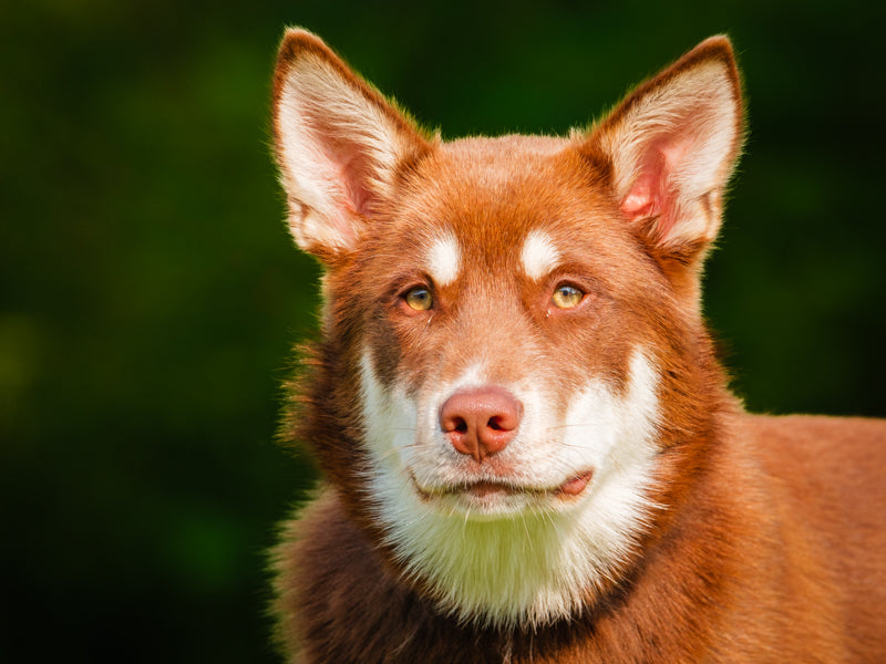 Charlie Brown Husky-x Adopté Animatch