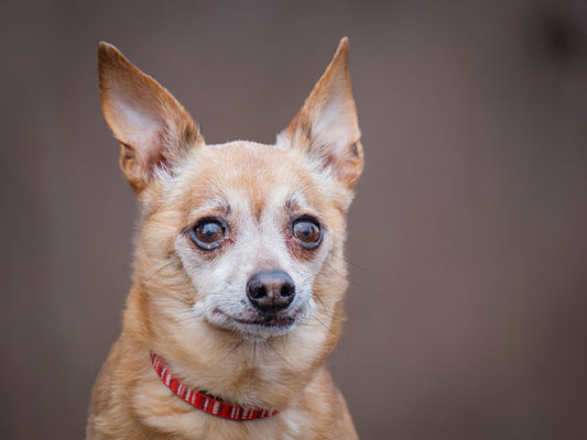 Charlot (26052) a Chihuahua Adopté on 24 April 2026