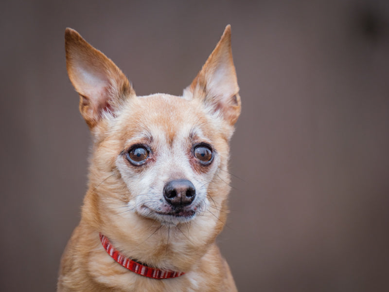 Charlot Chihuahua Available for Adoption Animatch