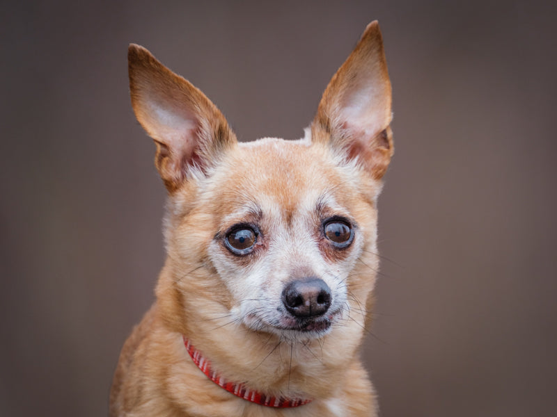 Animatch Charlot – Animatch.ca Dog Adoption