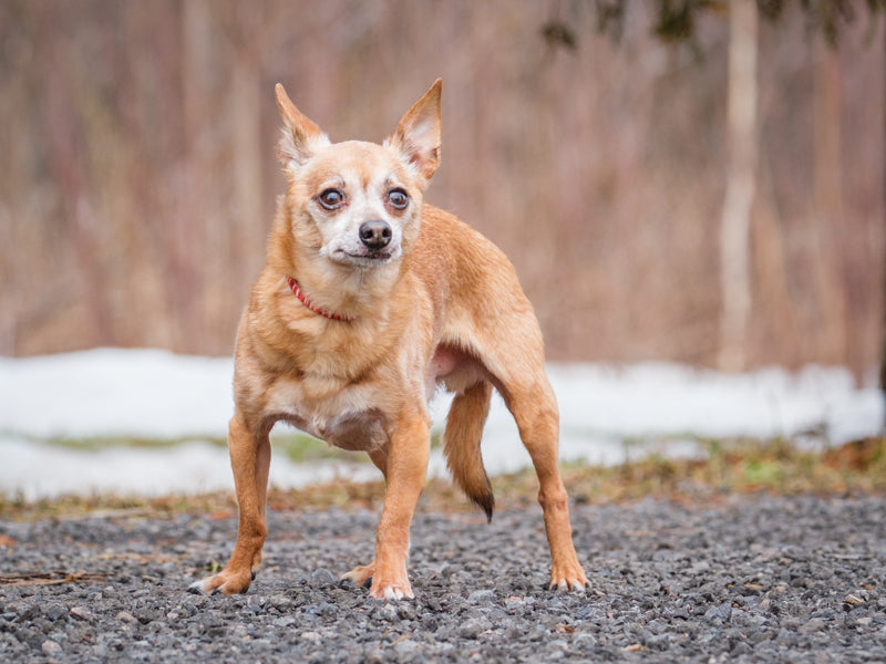 Charlot – Animatch.ca Dog Adoption