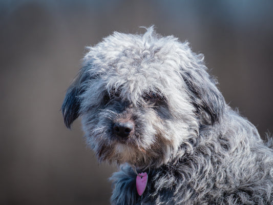 Charlotte (25038) a Aussiedoodle Adopté on 24 April 2025