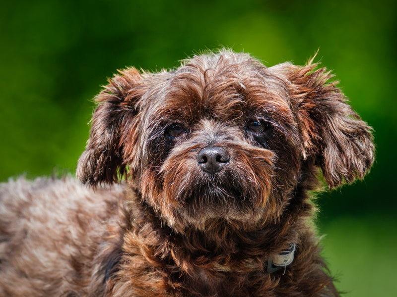 Chasin Yorkie-x Available for Adoption Animatch