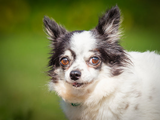 Chelsea (26197) a Long-Haired Chihuahua Adopté on 28 September 2026
